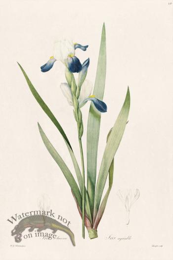 Les Liliacees Redoute 336